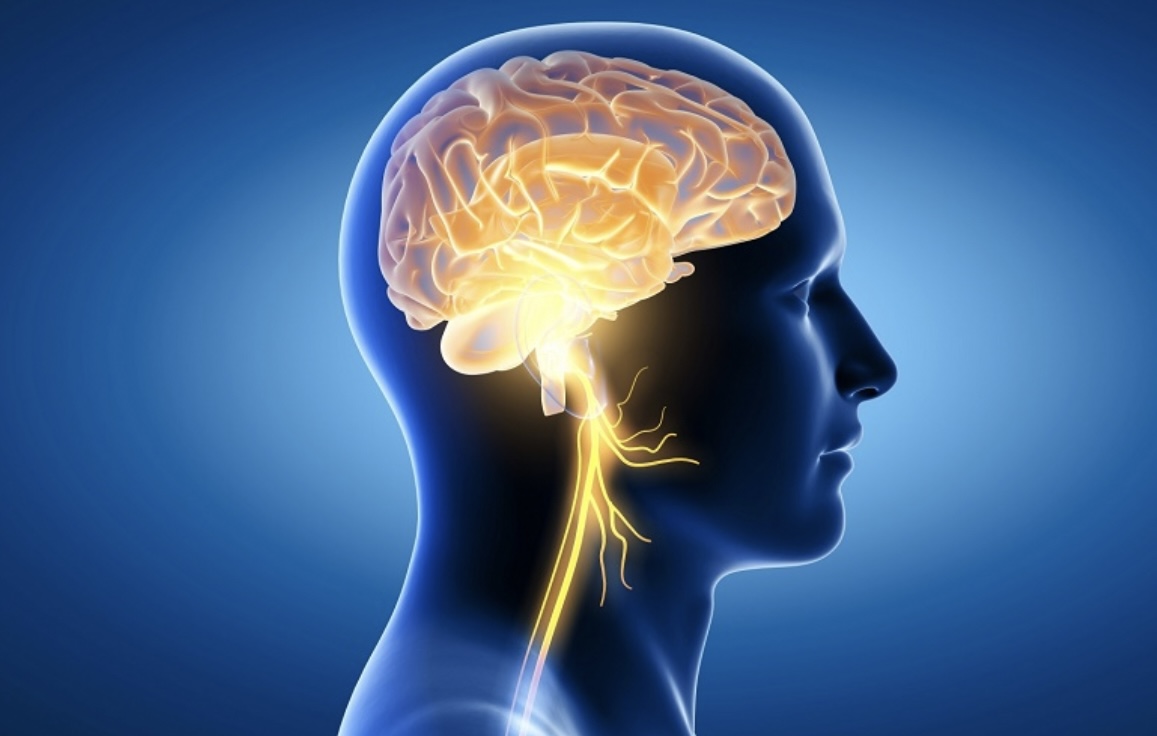 10 điều bộ não SỢ NHẤT: Có những hành vi dễ gây Alzheimer, teo não- Ảnh 1.