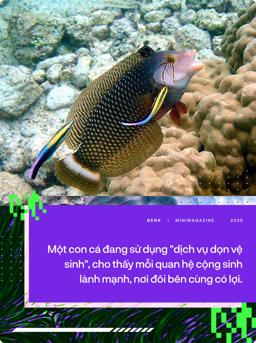 Các nhà sinh vật học gọi smartphone là loài ký sinh mới. Thế còn AI thì sao?- Ảnh 7. Các nhà sinh vật học gọi smartphone là loài ký sinh mới. Thế còn AI thì sao?- Ảnh 7.