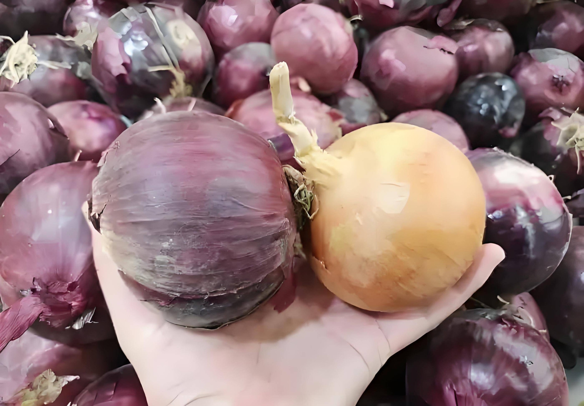 Tôi phát hiện ra sự khác biệt lớn giữa hành tây trắng và hành tây tím: Tôi thực sự học được nhiều điều và sẽ không mua một cách tùy tiện nữa- Ảnh 1.