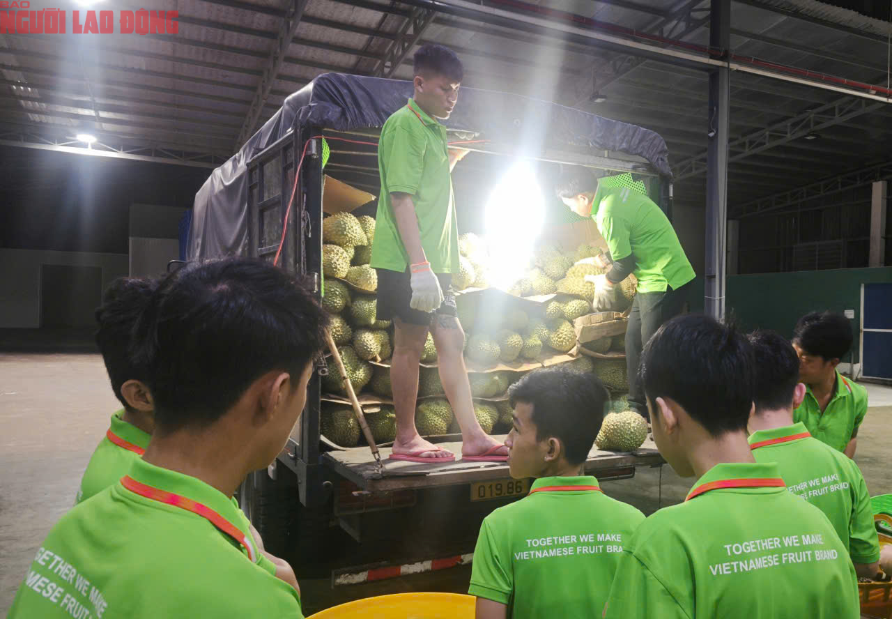 Các vựa sầu riêng thu mua xuyên lễ 2-9- Ảnh 3. Các vựa sầu riêng thu mua xuyên lễ 2-9- Ảnh 3.