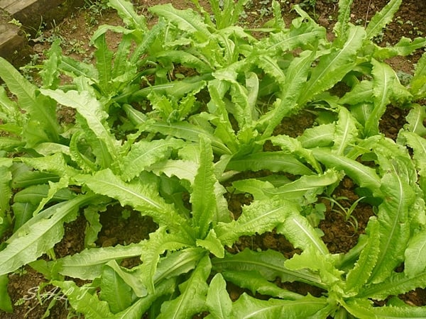 Người Việt thường bỏ qua loại rau "rẻ bèo" nhưng giàu canxi gấp 36 lần canh xương hầm: Giúp giảm cân, chắc xương khớp lại đẹp da- Ảnh 1.