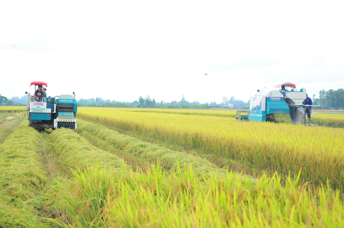 'Bài học xương máu' nhìn từ vụ kiện gạo Việt Nam ngon nhất thế giới- Ảnh 5. 'Bài học xương máu' nhìn từ vụ kiện gạo Việt Nam ngon nhất thế giới- Ảnh 5.