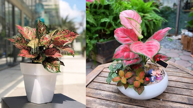 Người xưa truyền lại: Đặt chậu cây ở góc này trong nhà thì tiền bạc lúc nào cũng đầy- Ảnh 4. Người xưa truyền lại: Đặt chậu cây ở góc này trong nhà thì tiền bạc lúc nào cũng đầy- Ảnh 4.