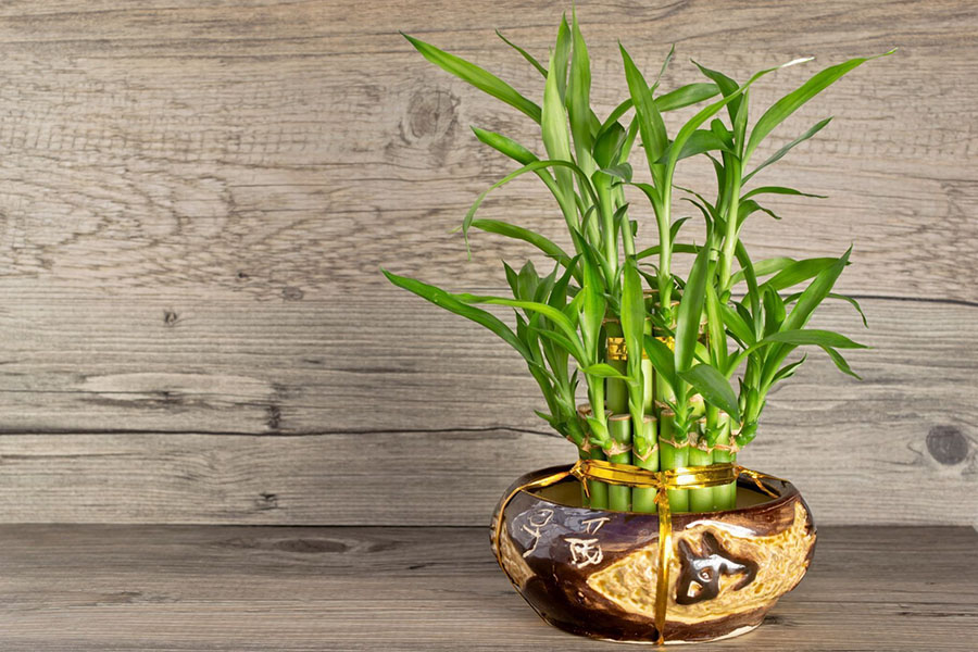 Người xưa truyền lại: Đặt chậu cây ở góc này trong nhà thì tiền bạc lúc nào cũng đầy- Ảnh 1. Người xưa truyền lại: Đặt chậu cây ở góc này trong nhà thì tiền bạc lúc nào cũng đầy- Ảnh 1.