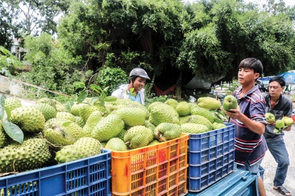 Việt Nam sở hữu loài cây “đổi đời” nông dân thu tiền tỷ mỗi năm- Ảnh 1. Việt Nam sở hữu loài cây “đổi đời” nông dân thu tiền tỷ mỗi năm- Ảnh 1.
