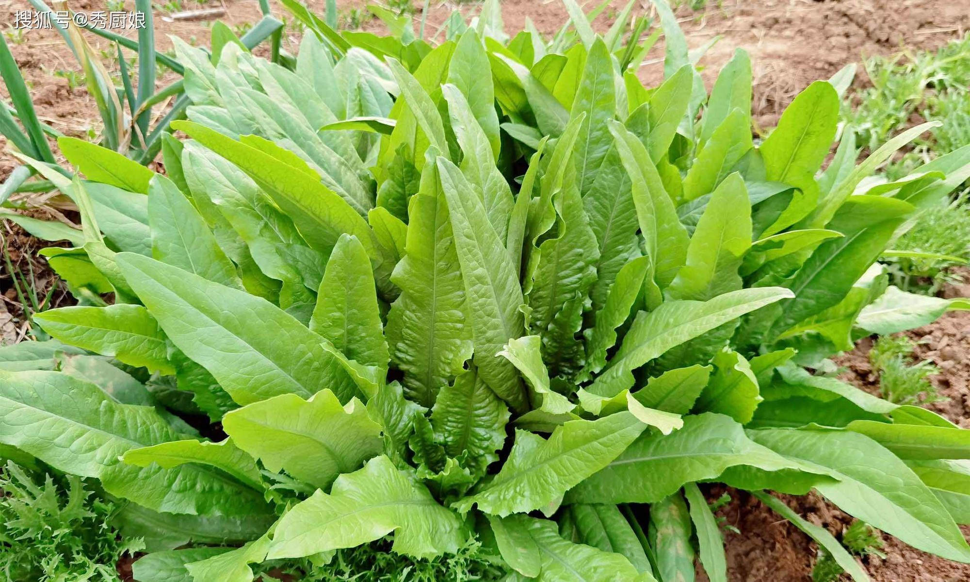 3 loại rau cực bổ phổi: Nấu và ăn luân phiên 1 lần/tuần khi trời lạnh giúp dưỡng ẩm và giải độc cho phổi- Ảnh 4. 3 loại rau cực bổ phổi: Nấu và ăn luân phiên 1 lần/tuần khi trời lạnh giúp dưỡng ẩm và giải độc cho phổi- Ảnh 4.