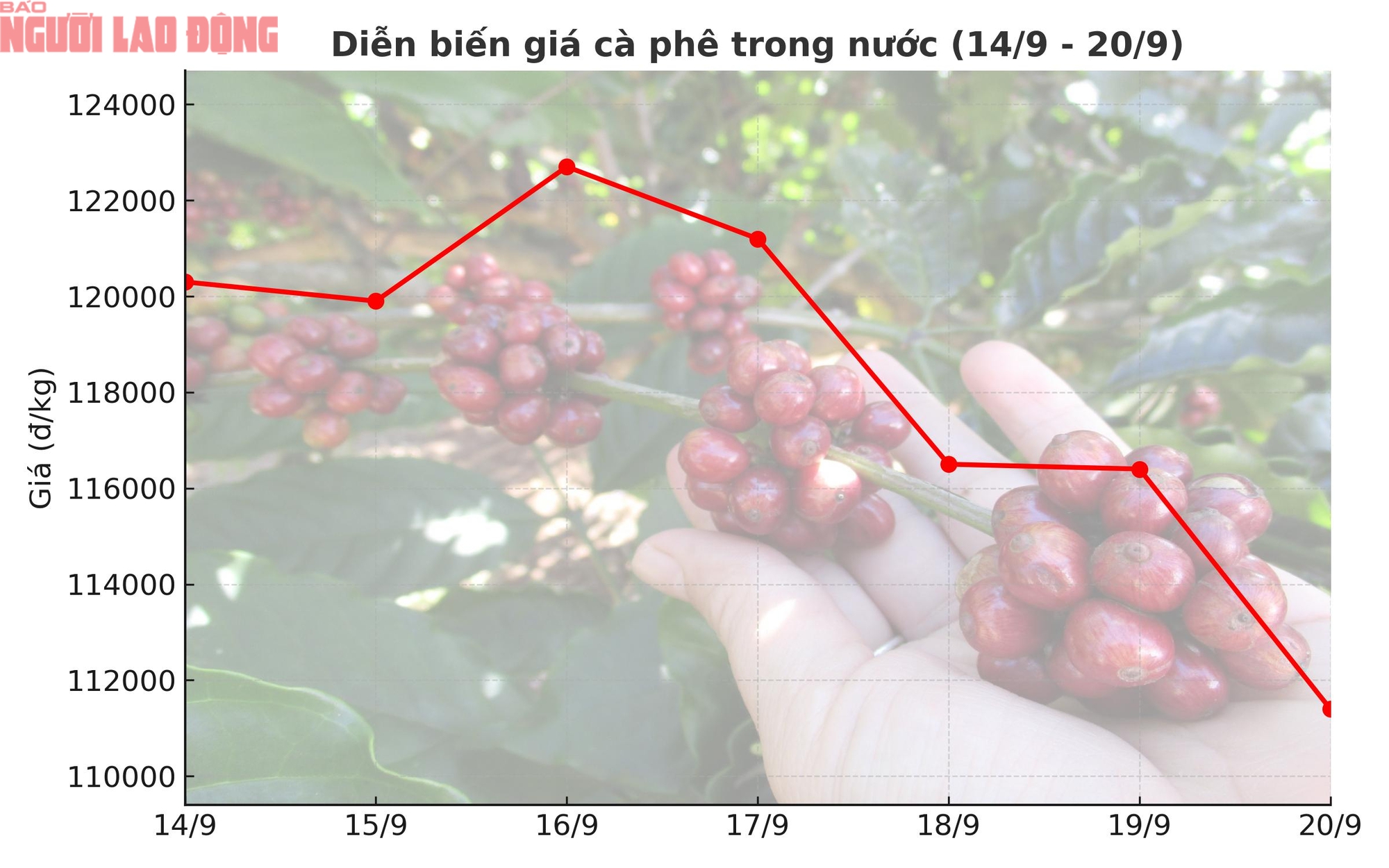 Giá cà phê hôm nay 21-9: Chạm đáy tuần, xuất khẩu cà phê sang Mỹ tăng đột biến- Ảnh 1.