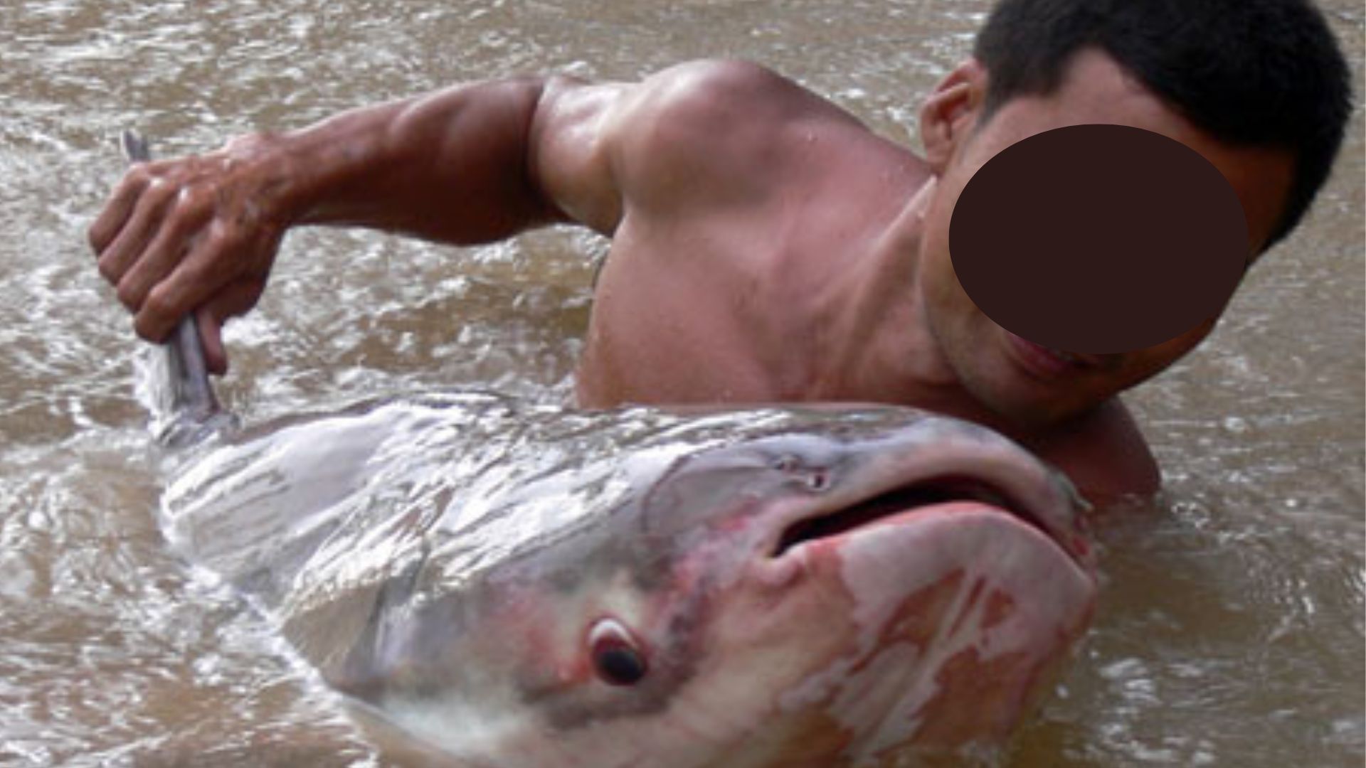 Báu vật sông Mê Kông: Được mệnh danh là “thủy quái” nước ngọt lớn nhất thế giới- Ảnh 1. Báu vật sông Mê Kông: Được mệnh danh là “thủy quái” nước ngọt lớn nhất thế giới- Ảnh 1.