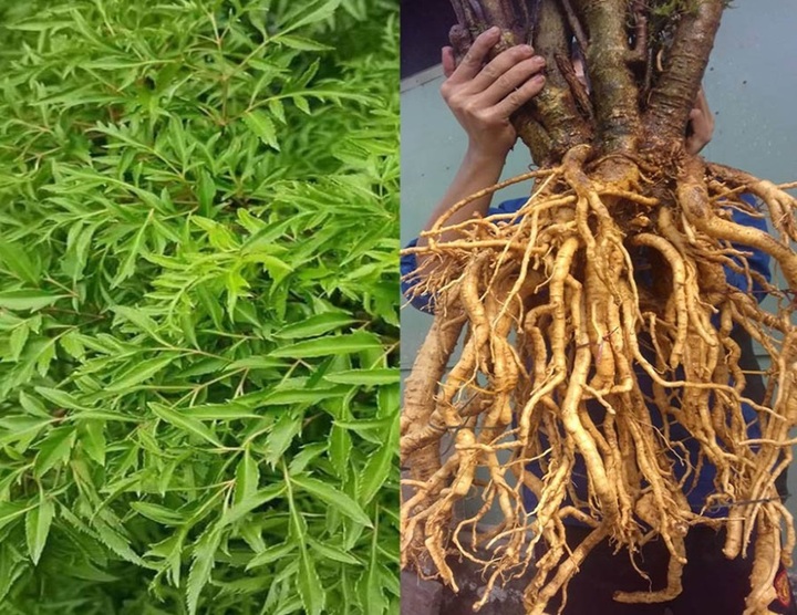 Việt Nam có loại cây được mệnh danh là “nhân sâm của người nghèo”, bộ phận nào cũng quý, ăn sống rất ngon- Ảnh 2. Việt Nam có loại cây được mệnh danh là “nhân sâm của người nghèo”, bộ phận nào cũng quý, ăn sống rất ngon- Ảnh 2.