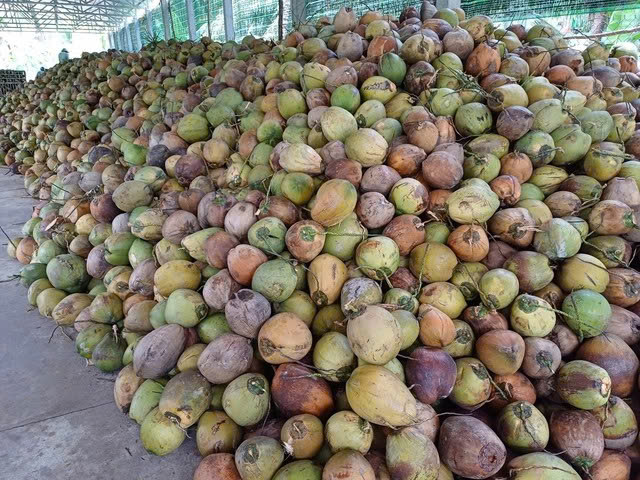 Dừa khô tăng giá kỷ lục- Ảnh 1.