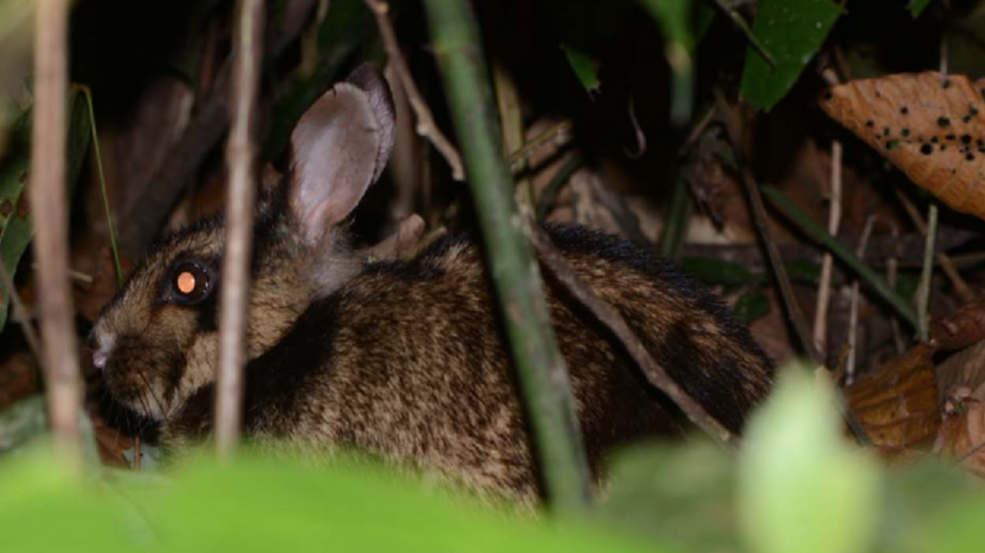 Dãy Trường Sơn có một ‘báu vật sống’ siêu quý hiếm, được thế giới bảo vệ nghiêm ngặt- Ảnh 1.