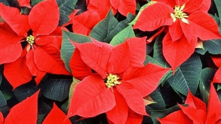 Những cây phong thủy hợp với người tuổi Thìn- Ảnh 3.