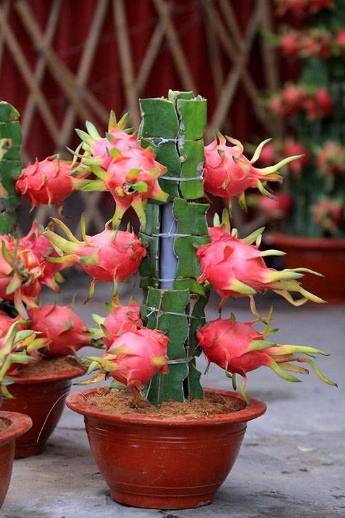 5 cây ông bà dặn trồng phòng khách: Hút lộc như vòi rồng, vinh hoa phú quý 3 đời con cháu- Ảnh 5. 5 cây ông bà dặn trồng phòng khách: Hút lộc như vòi rồng, vinh hoa phú quý 3 đời con cháu- Ảnh 5.