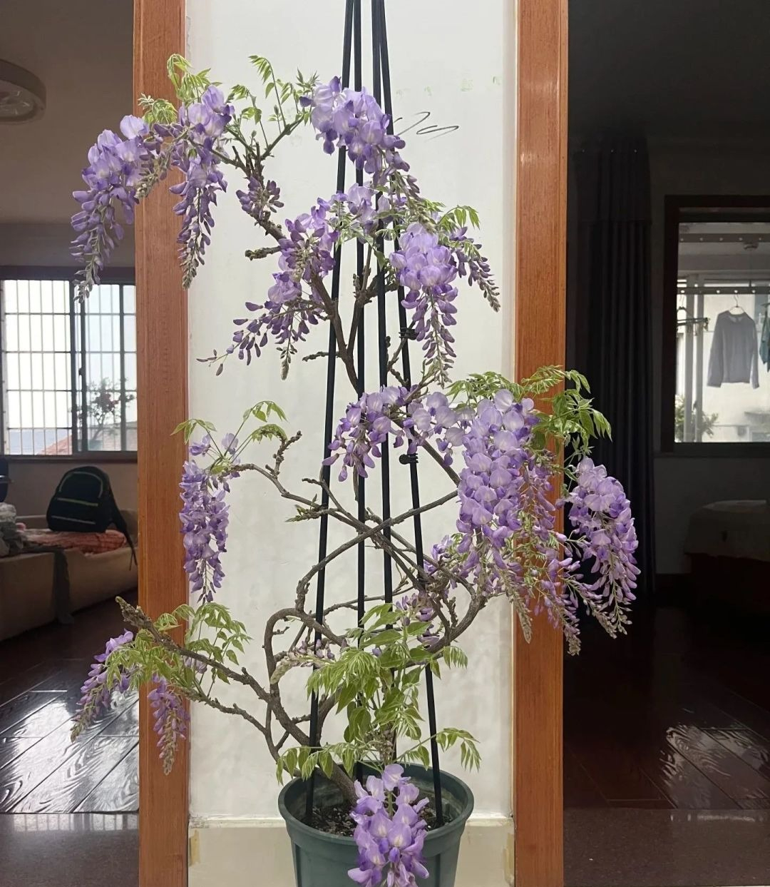 5 cây ông bà dặn trồng phòng khách: Hút lộc như vòi rồng, vinh hoa phú quý 3 đời con cháu- Ảnh 2. 5 cây ông bà dặn trồng phòng khách: Hút lộc như vòi rồng, vinh hoa phú quý 3 đời con cháu- Ảnh 2.