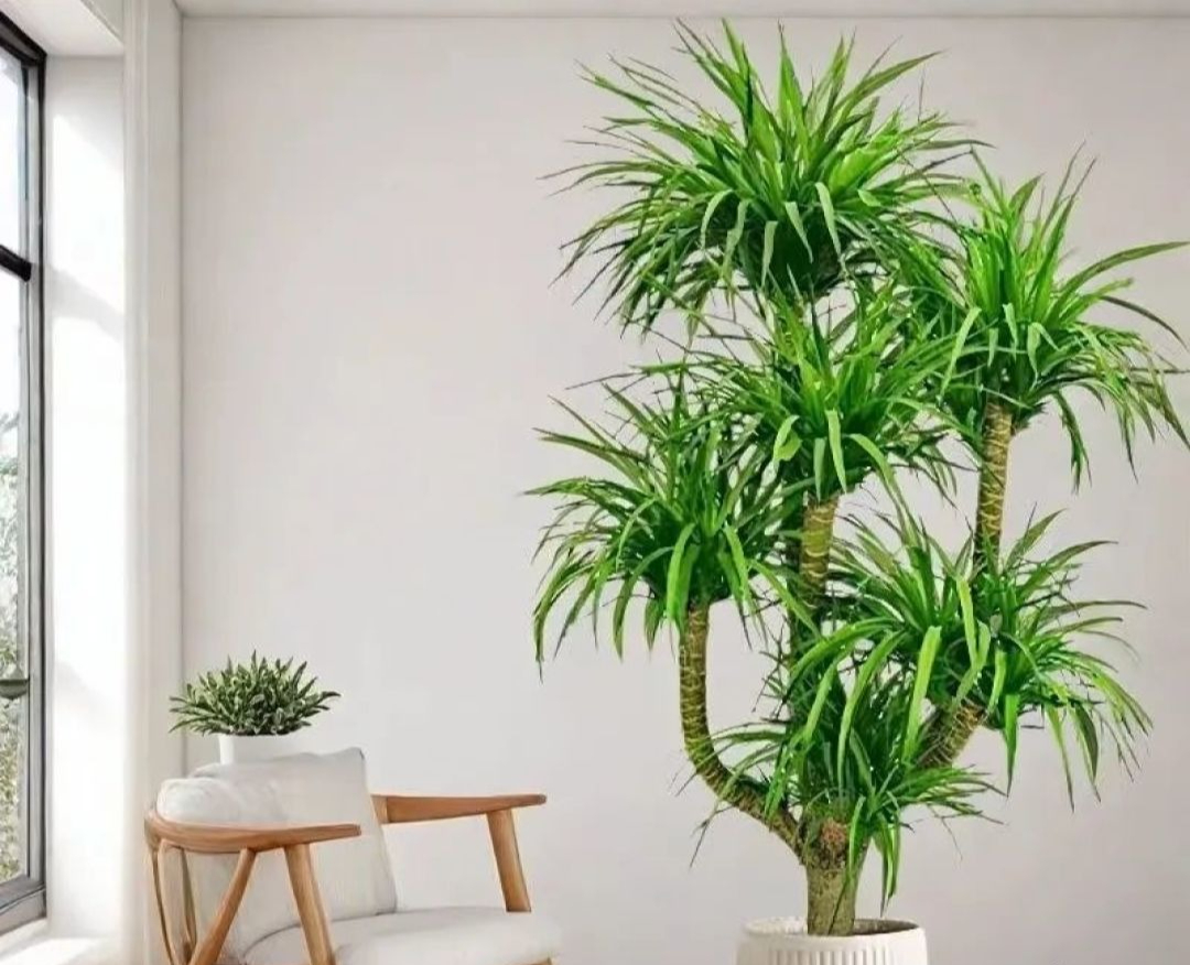 5 cây ông bà dặn trồng phòng khách: Hút lộc như vòi rồng, vinh hoa phú quý 3 đời con cháu- Ảnh 3. 5 cây ông bà dặn trồng phòng khách: Hút lộc như vòi rồng, vinh hoa phú quý 3 đời con cháu- Ảnh 3.