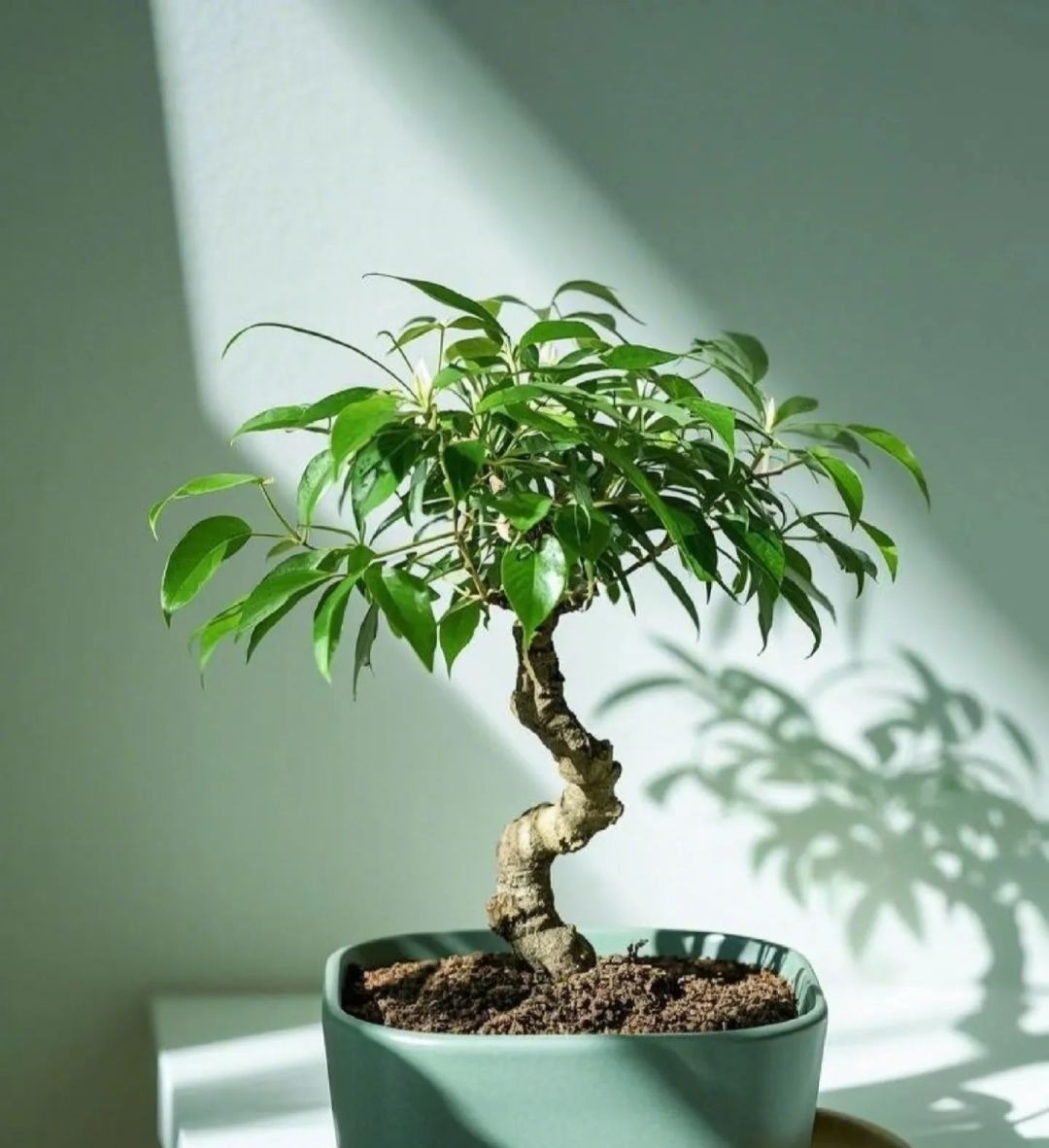 5 cây ông bà dặn trồng phòng khách: Hút lộc như vòi rồng, vinh hoa phú quý 3 đời con cháu- Ảnh 4. 5 cây ông bà dặn trồng phòng khách: Hút lộc như vòi rồng, vinh hoa phú quý 3 đời con cháu- Ảnh 4.