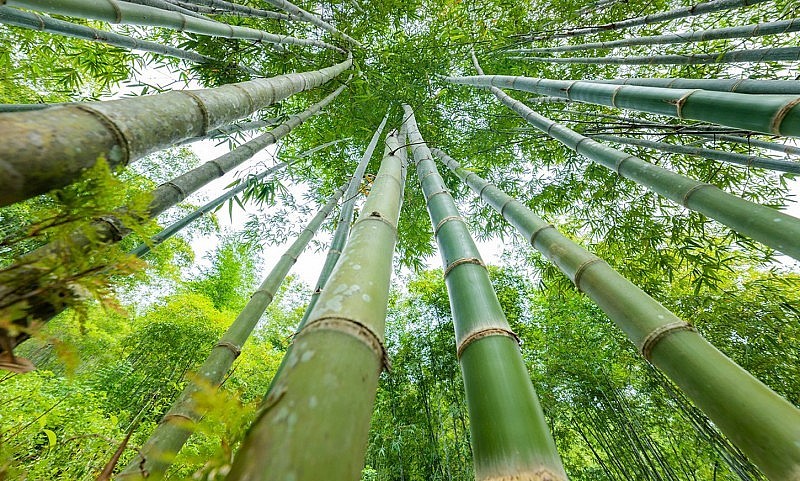 Xứ Thanh sở hữu loài cây “đổi đời” nông dân: “Mỏ vàng” giúp thu hàng chục tỷ/năm, xuất khẩu cả nước ngoài- Ảnh 1.