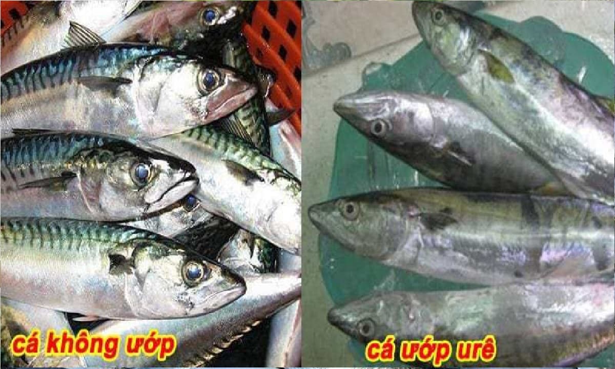 Cá bị ướp urê, hàn the thường có 6 đặc điểm này: Bán rẻ tới mấy cũng chớ mua về ăn- Ảnh 2.