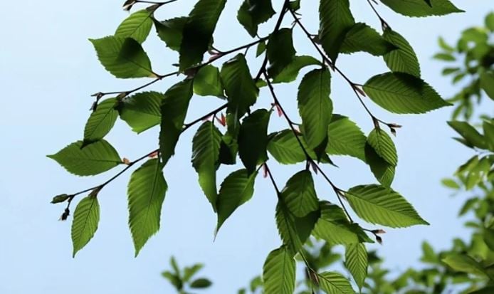 Loài cây “độc nhất vô nhị” trên thế giới sắp tuyệt chủng: Đã hơn 250 tuổi, hạt giống được gửi vào vũ trụ để nhân giống trong không gian- Ảnh 3. Loài cây “độc nhất vô nhị” trên thế giới sắp tuyệt chủng: Đã hơn 250 tuổi, hạt giống được gửi vào vũ trụ để nhân giống trong không gian- Ảnh 3.