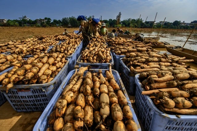 3 loại rau mùa thu "không thuốc trừ sâu", bổ ngang thịt cá- Ảnh 1.