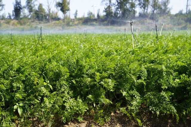 3 loại rau mùa thu "không thuốc trừ sâu", bổ ngang thịt cá- Ảnh 2.