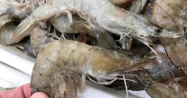 Rã đông tôm mà ngâm vào bát nước là sai lầm: Chủ cửa hàng hải sản dạy một mẹo cực nhanh, chưa đến 5 phút- Ảnh 3. Rã đông tôm mà ngâm vào bát nước là sai lầm: Chủ cửa hàng hải sản dạy một mẹo cực nhanh, chưa đến 5 phút- Ảnh 3.