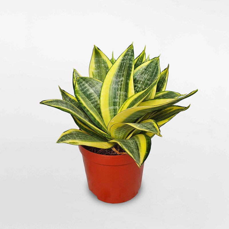 Đặt 1 trong 6 cây phong thủy này trong phòng khách: 9/10 gia đình đều giàu có- Ảnh 9. Đặt 1 trong 6 cây phong thủy này trong phòng khách: 9/10 gia đình đều giàu có- Ảnh 9.