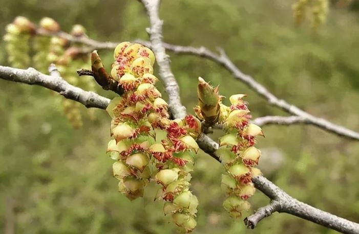 Loài cây “độc nhất vô nhị” trên thế giới sắp tuyệt chủng: Đã hơn 250 tuổi, hạt giống được gửi vào vũ trụ để nhân giống trong không gian- Ảnh 2. Loài cây “độc nhất vô nhị” trên thế giới sắp tuyệt chủng: Đã hơn 250 tuổi, hạt giống được gửi vào vũ trụ để nhân giống trong không gian- Ảnh 2.