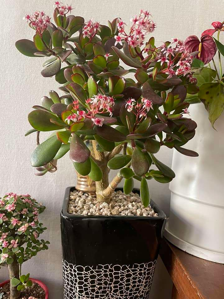 Đặt 1 trong 6 cây phong thủy này trong phòng khách: 9/10 gia đình đều giàu có- Ảnh 11. Đặt 1 trong 6 cây phong thủy này trong phòng khách: 9/10 gia đình đều giàu có- Ảnh 11.