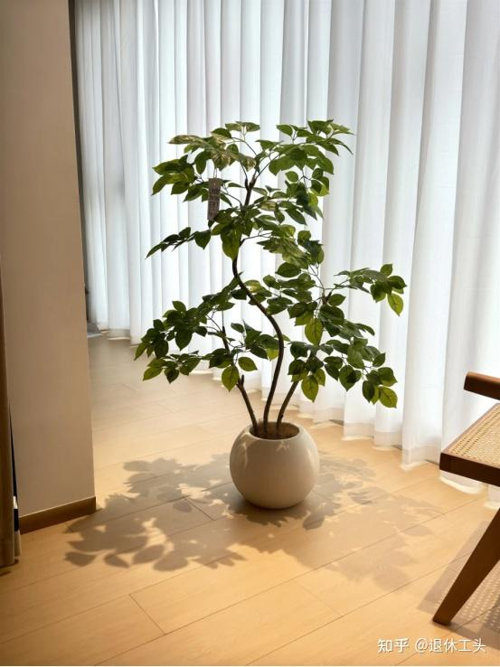 Đặt 1 trong 6 cây phong thủy này trong phòng khách: 9/10 gia đình đều giàu có- Ảnh 4. Đặt 1 trong 6 cây phong thủy này trong phòng khách: 9/10 gia đình đều giàu có- Ảnh 4.