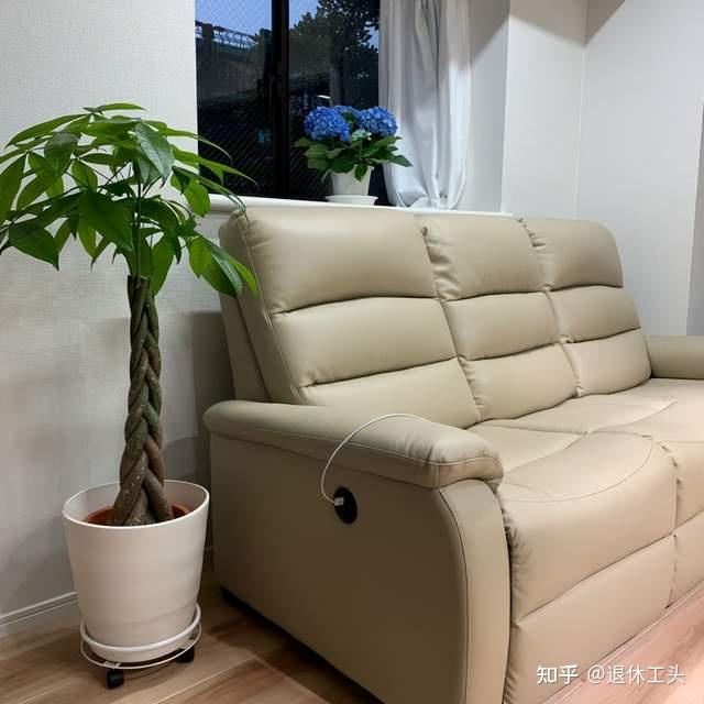 Đặt 1 trong 6 cây phong thủy này trong phòng khách: 9/10 gia đình đều giàu có- Ảnh 1. Đặt 1 trong 6 cây phong thủy này trong phòng khách: 9/10 gia đình đều giàu có- Ảnh 1.