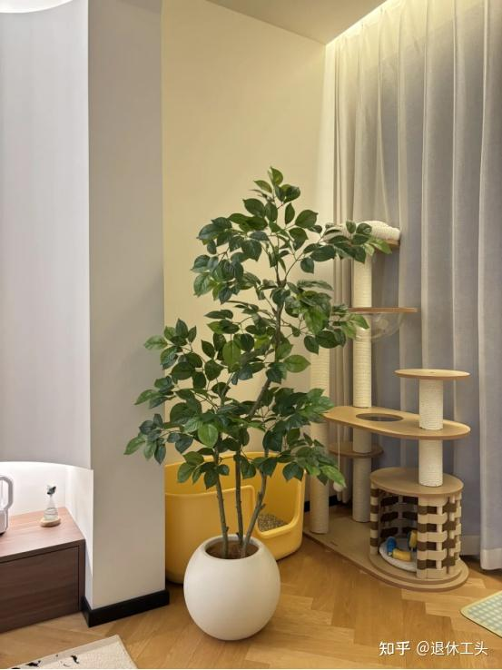 Đặt 1 trong 6 cây phong thủy này trong phòng khách: 9/10 gia đình đều giàu có- Ảnh 8. Đặt 1 trong 6 cây phong thủy này trong phòng khách: 9/10 gia đình đều giàu có- Ảnh 8.