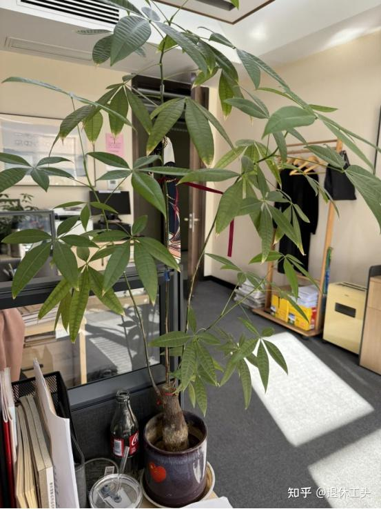 Đặt 1 trong 6 cây phong thủy này trong phòng khách: 9/10 gia đình đều giàu có- Ảnh 2. Đặt 1 trong 6 cây phong thủy này trong phòng khách: 9/10 gia đình đều giàu có- Ảnh 2.