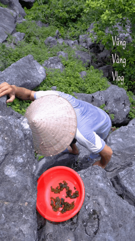 Không phải dê núi và cơm cháy, thứ Không phải dê núi và cơm cháy, thứ