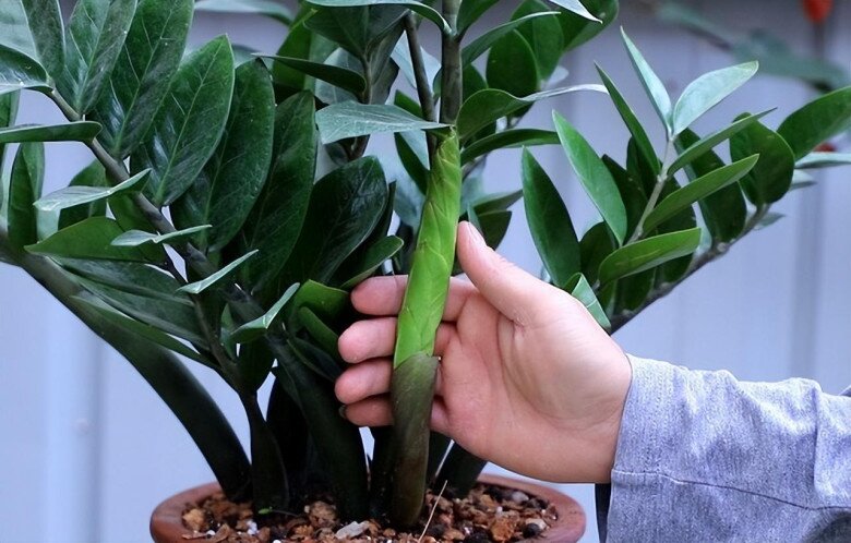 Ngoài 40 tuổi, người tuổi Sửu càng nên trồng cây này trong nhà - tốt cho sức khỏe, hút tài lộc- Ảnh 3.