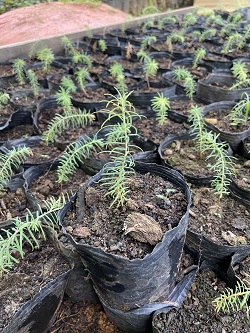 Trên đỉnh Fansipan có một “báu vật” gần 350 tuổi, chỉ Việt Nam có- Ảnh 1.