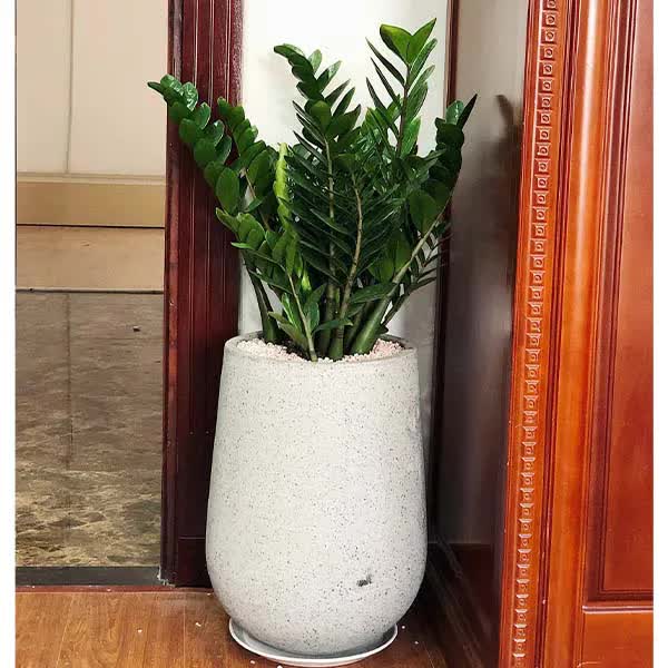 Ngoài 40 tuổi, người tuổi Sửu càng nên trồng cây này trong nhà - tốt cho sức khỏe, hút tài lộc- Ảnh 2.