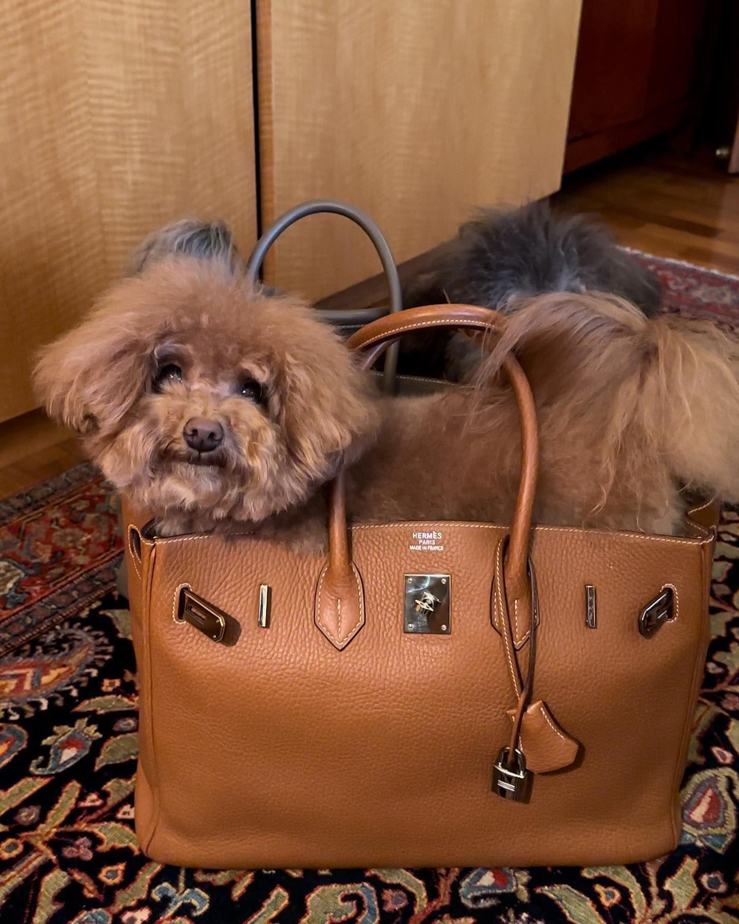 TikToker làm nghề "con gái nhà giàu": 3 tuổi ngồi trong túi Hermès, lớn lên chỉ nuôi chó vừa size Birkin 35- Ảnh 10.