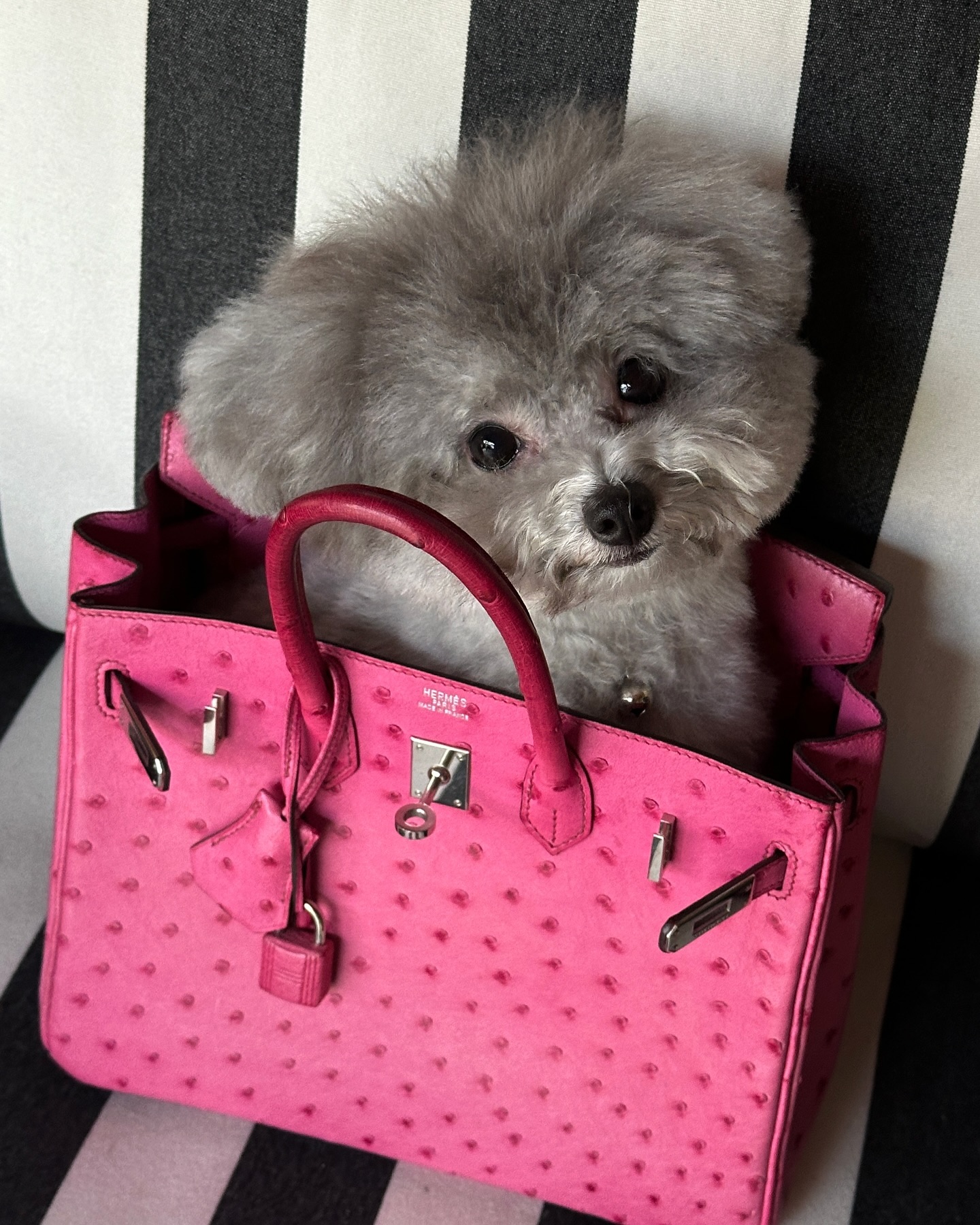 TikToker làm nghề "con gái nhà giàu": 3 tuổi ngồi trong túi Hermès, lớn lên chỉ nuôi chó vừa size Birkin 35- Ảnh 9.