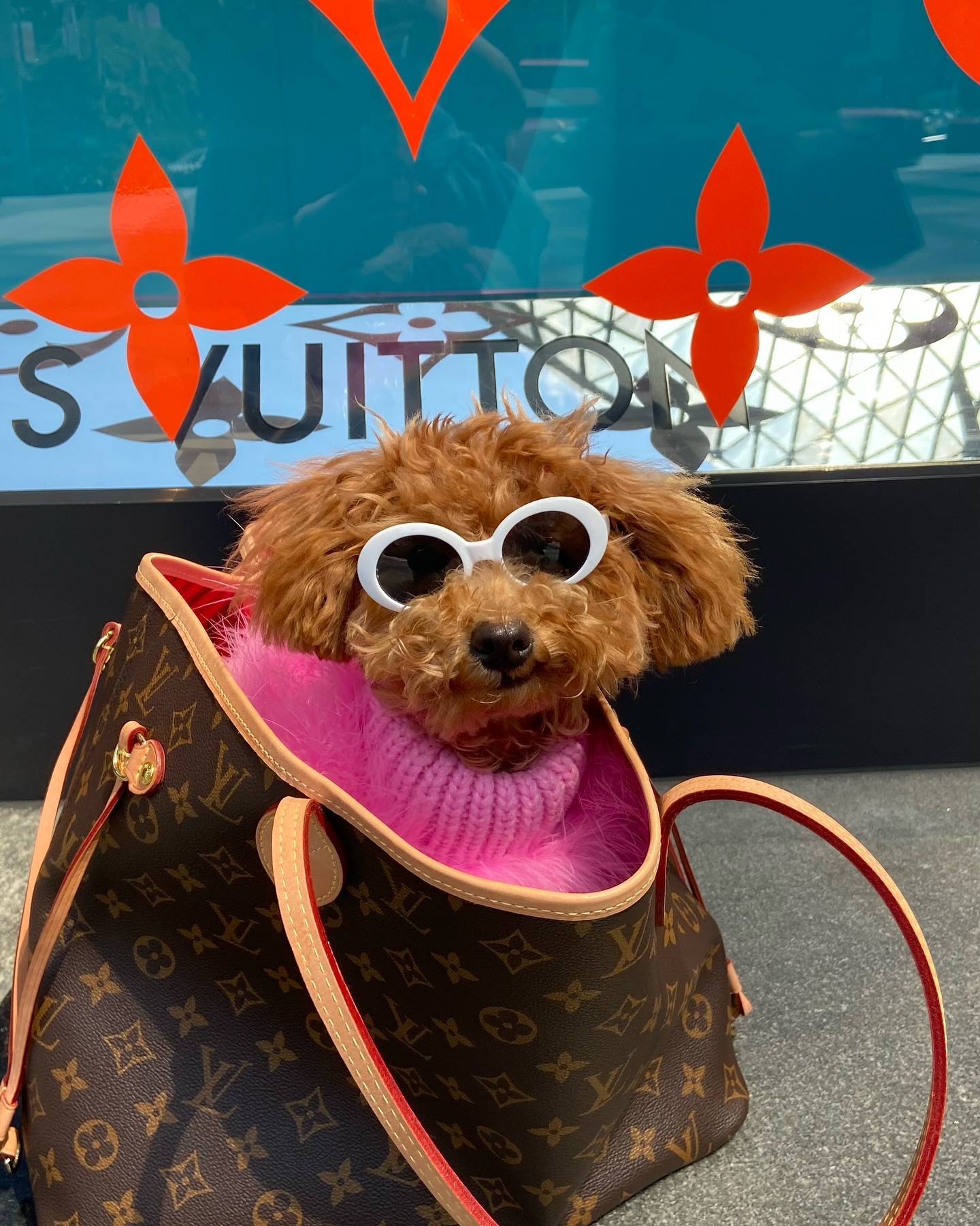 TikToker làm nghề "con gái nhà giàu": 3 tuổi ngồi trong túi Hermès, lớn lên chỉ nuôi chó vừa size Birkin 35- Ảnh 6.