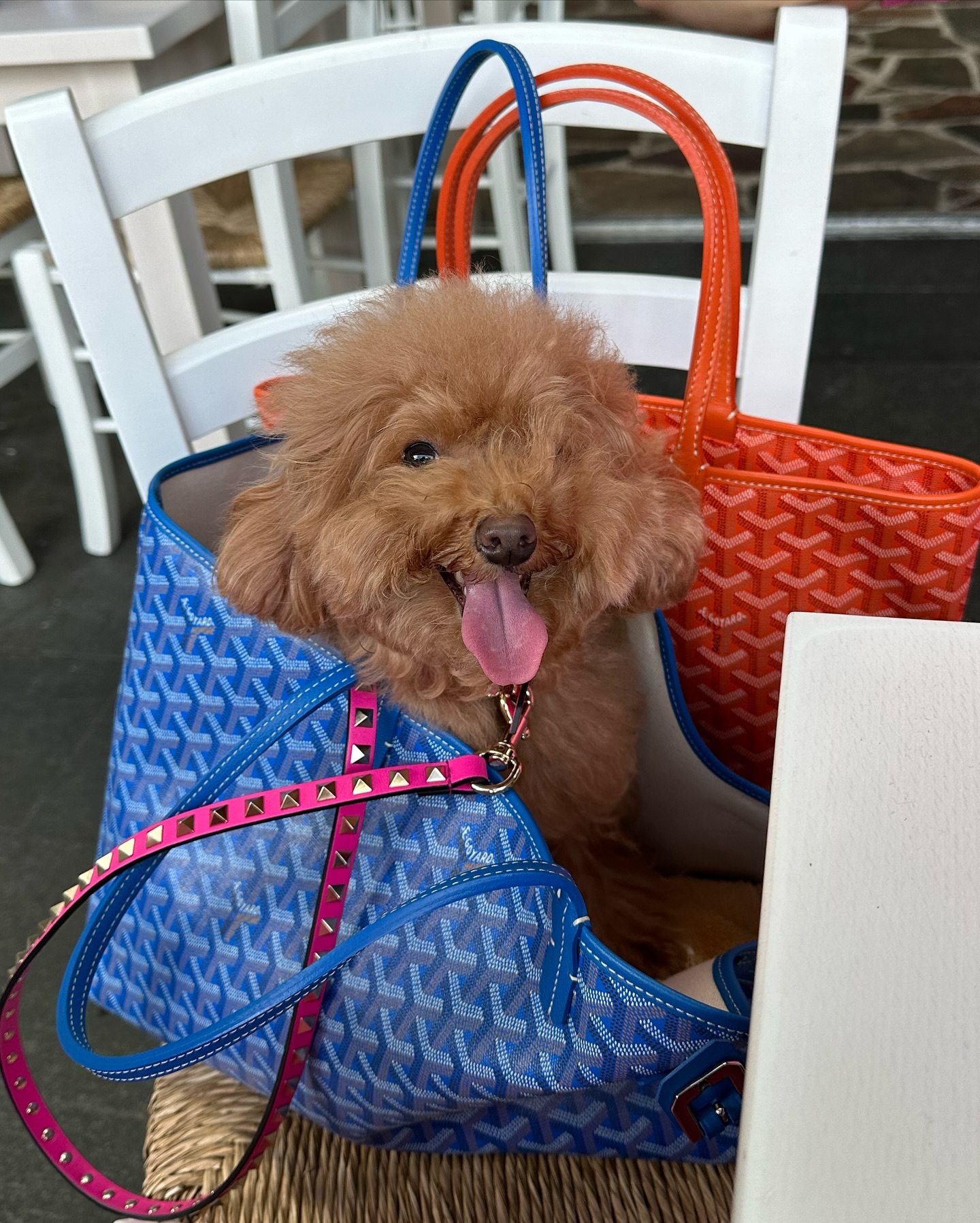 TikToker làm nghề "con gái nhà giàu": 3 tuổi ngồi trong túi Hermès, lớn lên chỉ nuôi chó vừa size Birkin 35- Ảnh 8.