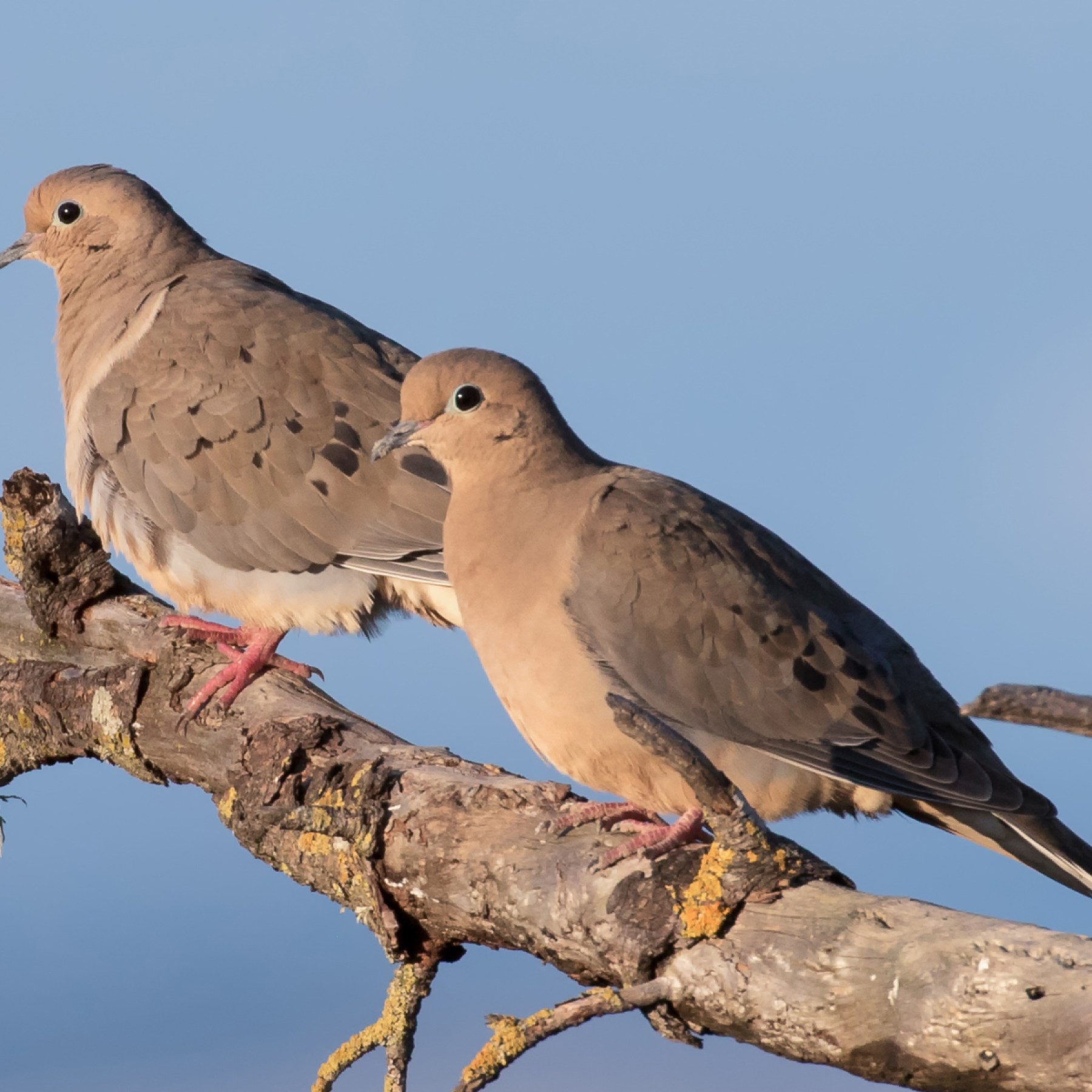 Loài chim "buồn nhất thế giới"- Ảnh 3.