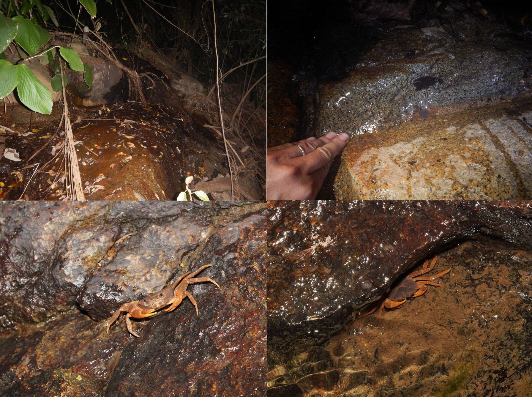 Bí mật dưới khe đá Núi Bà Đen: Lộ diện “kho báu sống” thế giới chưa từng biết đến- Ảnh 2.