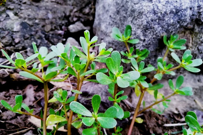 5 loại rau củ “tự mang độc tố”, nhất định phải chần qua nước sôi trước khi ăn- Ảnh 1.