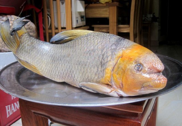 Báu vật sông Lô “quý như vàng”, giá hàng chục triệu đồng/kg vẫn nhiều người “săn đón”, cả thế giới chỉ 2 nước có- Ảnh 2.