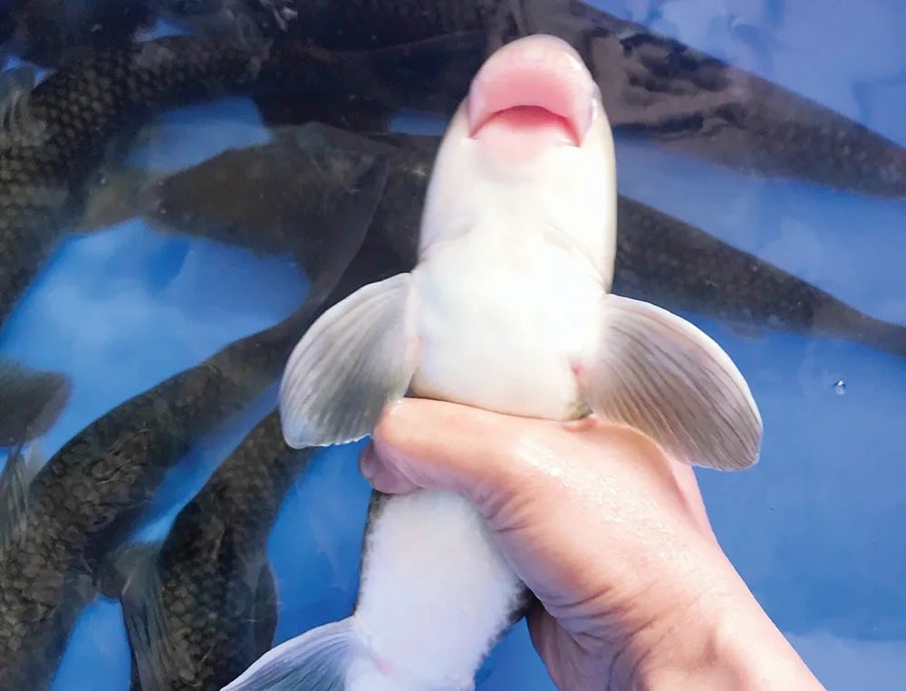 Báu vật sông Lô “quý như vàng”, giá hàng chục triệu đồng/kg vẫn nhiều người “săn đón”, cả thế giới chỉ 2 nước có- Ảnh 3.