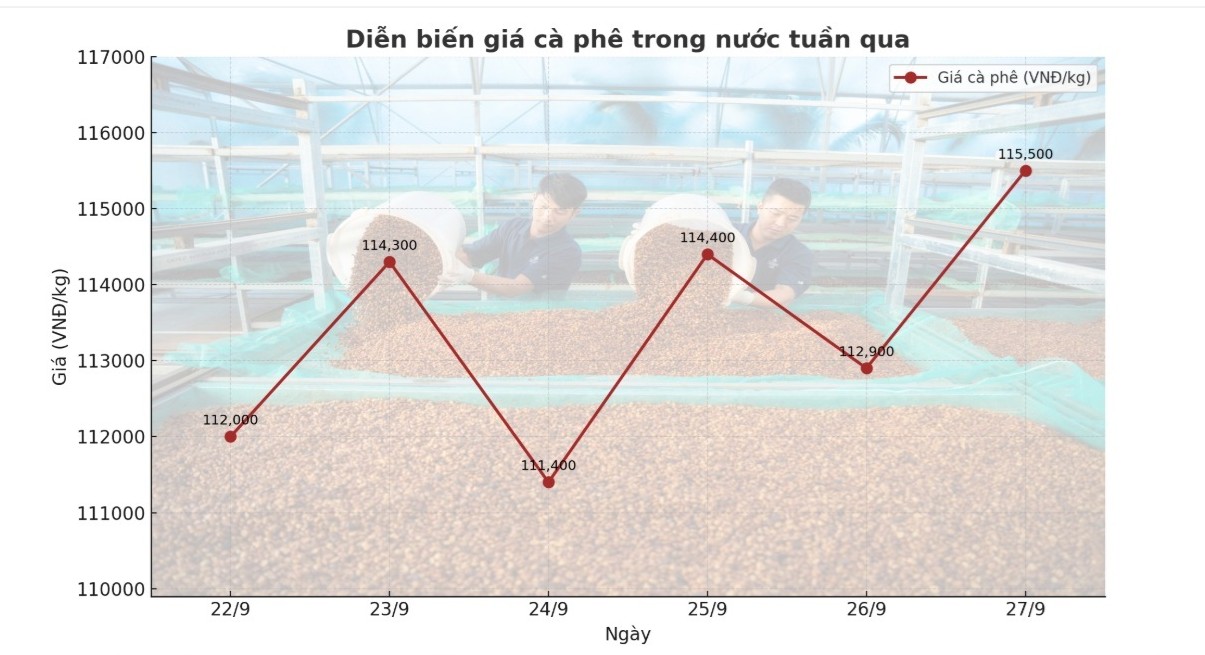 Giá cà phê hôm nay 28-9: Biến động dữ dội, kiểm soát thế nào?- Ảnh 1.