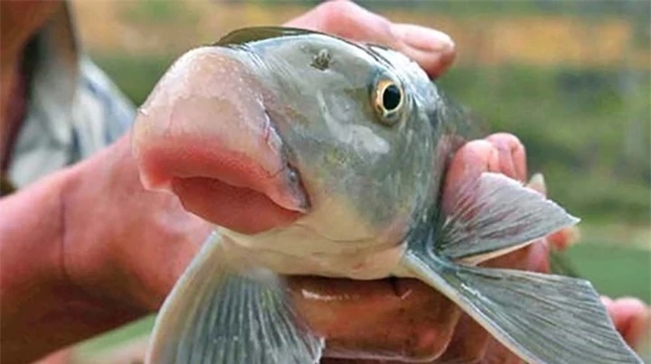 Báu vật sông Lô “quý như vàng”, giá hàng chục triệu đồng/kg vẫn nhiều người “săn đón”, cả thế giới chỉ 2 nước có- Ảnh 1.