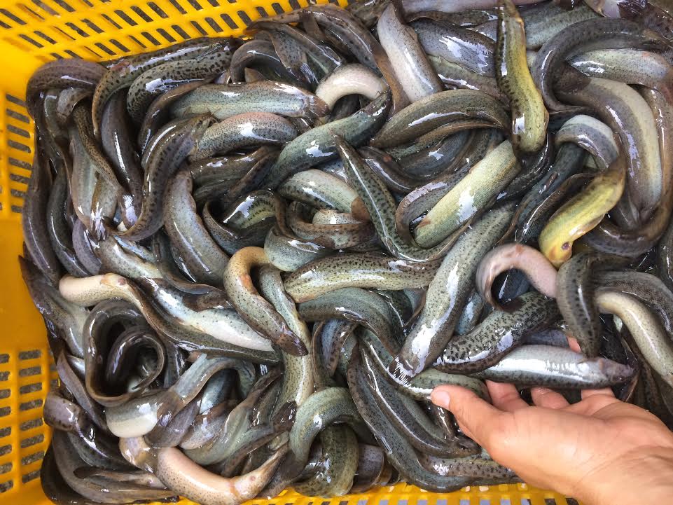 Loại cá được dân gian ví như Loại cá được dân gian ví như