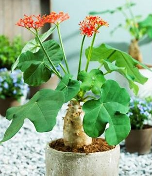 4 loại hoa tuyệt đối không nên trồng trong nhà, vừa độc hại vừa mang phong thủy chia ly, gia chủ dễ gặp xui rủi- Ảnh 2. 4 loại hoa tuyệt đối không nên trồng trong nhà, vừa độc hại vừa mang phong thủy chia ly, gia chủ dễ gặp xui rủi- Ảnh 2.